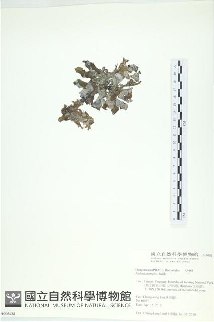 南方團扇藻藏品圖，第3張