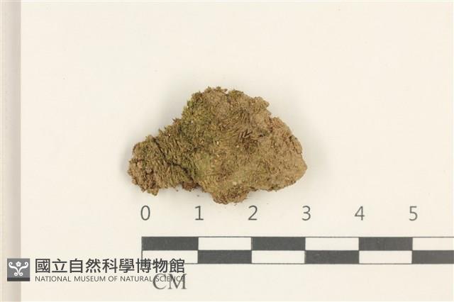 真蘚藏品圖，第1張