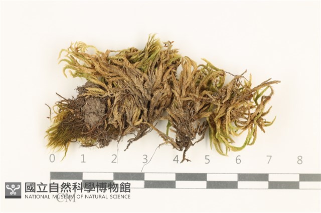 斜蒴蘚, 黃斜蒴蘚藏品圖，第1張
