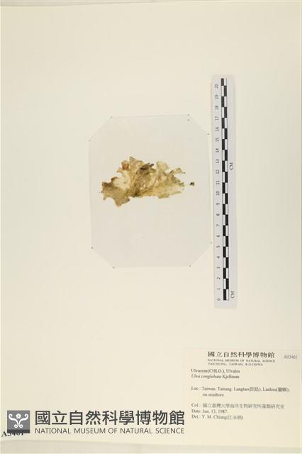 茶花石蓴, 牡丹菜藏品圖，第3張