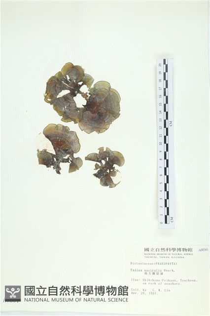 南方團扇藻藏品圖，第1張