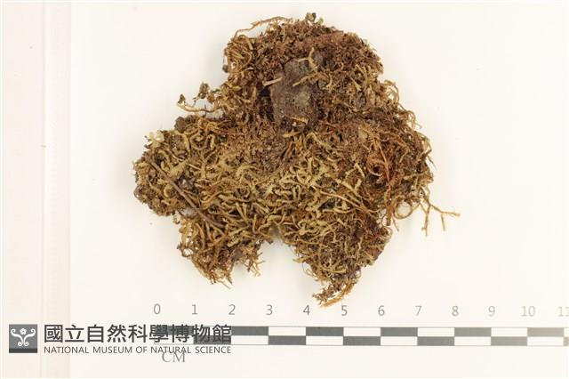 登錄號:B00019761藏品圖，第1張