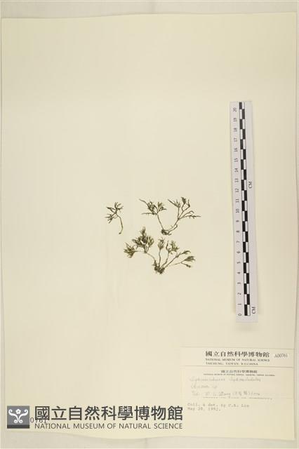 登錄號:A00000761藏品圖，第3張