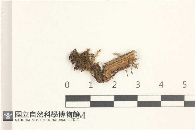 登錄號:B00019601藏品圖，第1張
