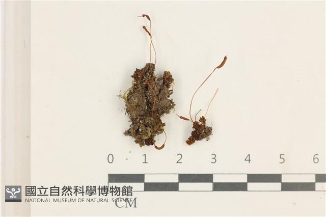 登錄號:B00014601藏品圖，第1張