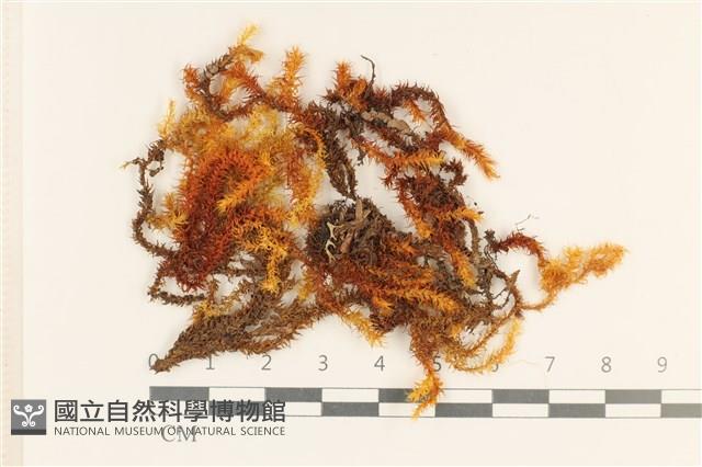 登錄號:B00004601藏品圖，第1張