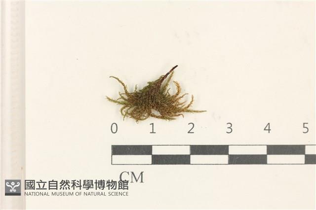 登錄號:B00015601藏品圖，第1張