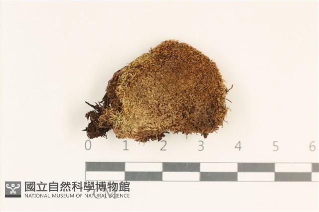 毛口大萼苔藏品圖，第1張