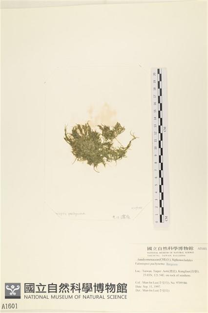 指枝藻藏品圖，第3張