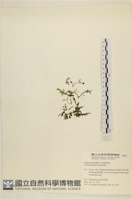 盾葉蕨藻藏品圖，第1張