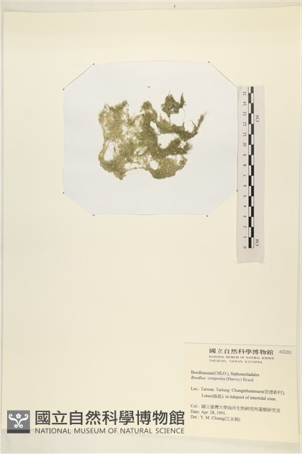 布氏藻藏品圖，第3張