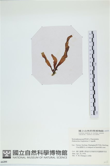 登錄號:A00006201藏品圖，第3張