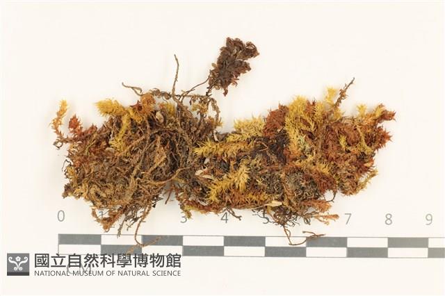 登錄號:B00007201藏品圖，第1張