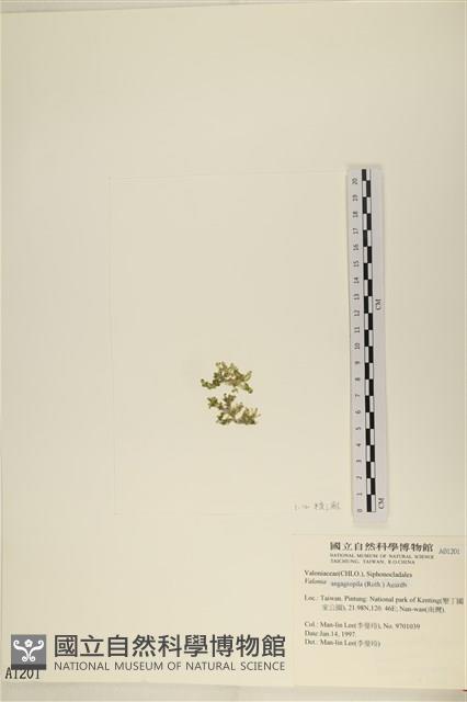 法囊藻藏品圖，第3張