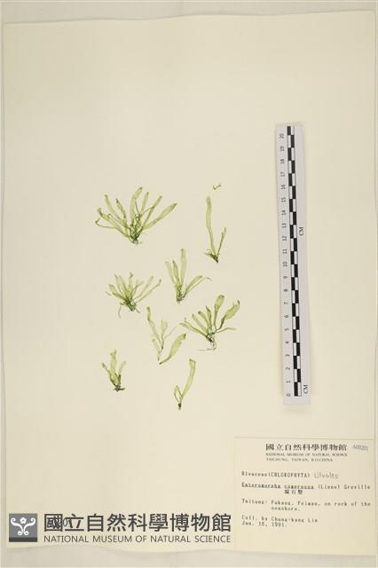 扁石髮藏品圖，第1張