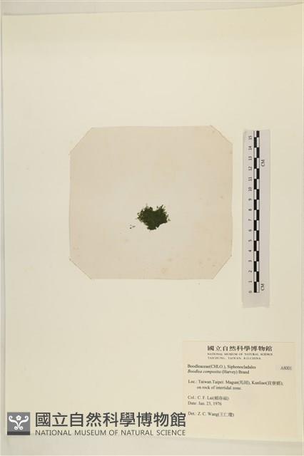 布氏藻藏品圖，第3張