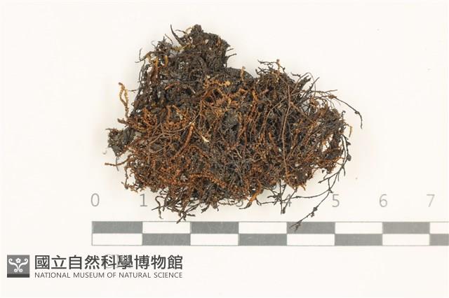 登錄號:B00019001藏品圖，第1張