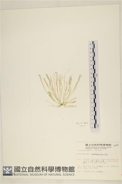 腸滸苔, 河石髮藏品圖，第3張