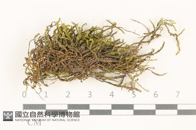 登錄號:B00015101藏品圖，第1張