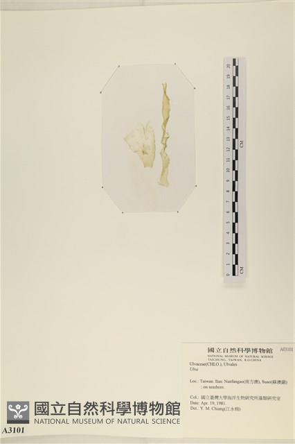 登錄號:A00003101藏品圖，第3張