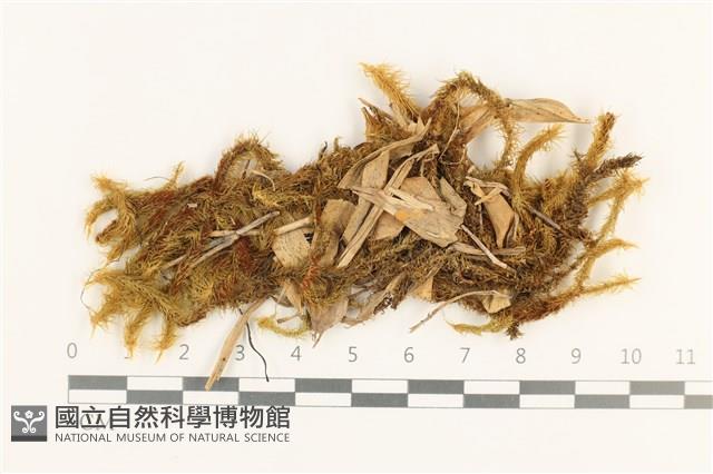 仰葉熱澤蘚藏品圖，第1張