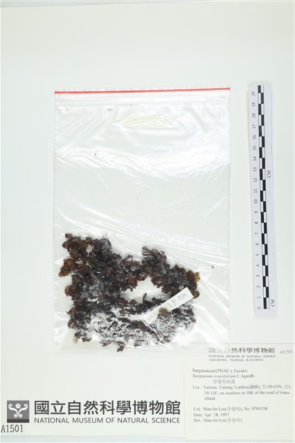 厚葉馬尾藻藏品圖，第1張