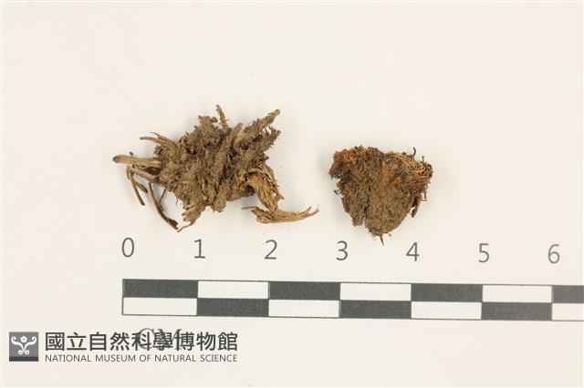 登錄號:B00010501藏品圖，第1張