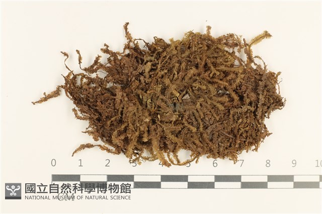 登錄號:B00002401藏品圖，第1張