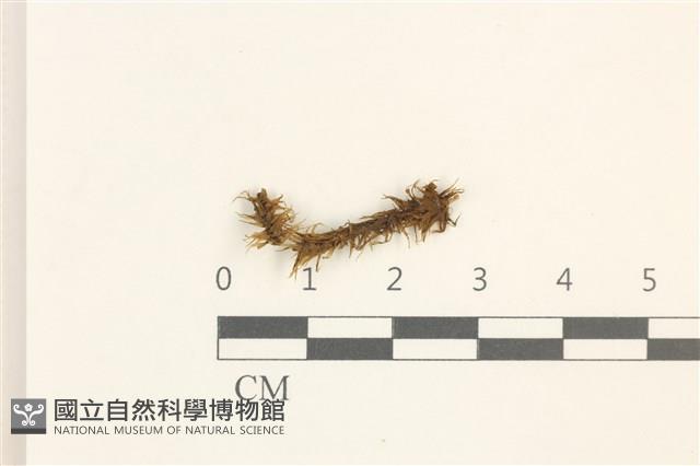 大熱澤蘚藏品圖，第1張