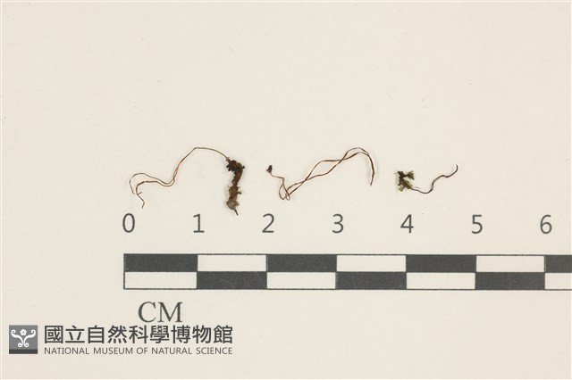 登錄號:B00009401藏品圖，第1張