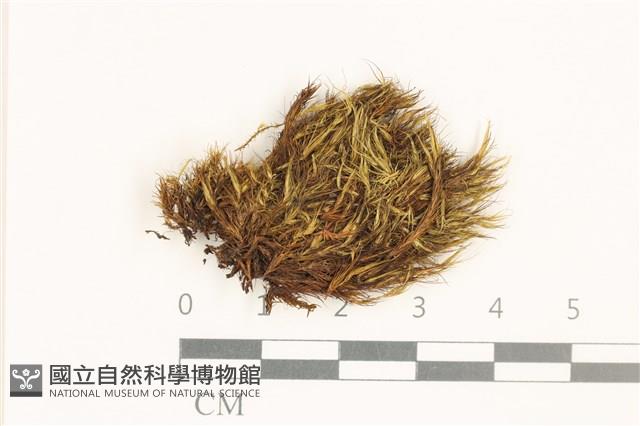 日本曲柄蘚藏品圖，第1張