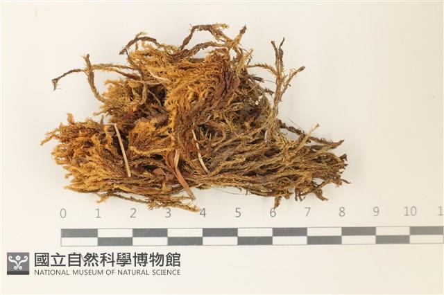 沼澤皺蒴蘚藏品圖，第1張