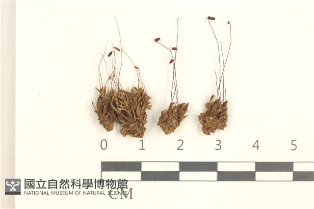 蕊形真蘚藏品圖，第1張