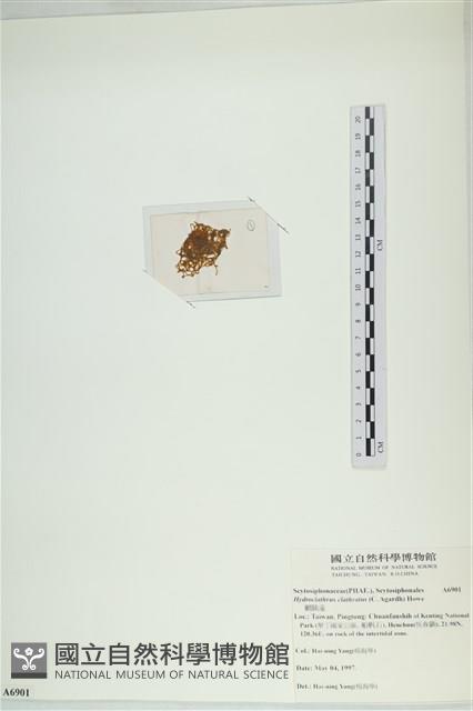 網胰藻藏品圖，第3張