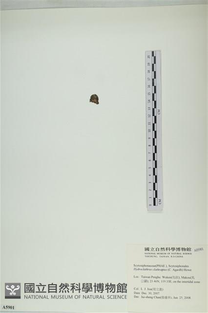 網胰藻藏品圖，第3張