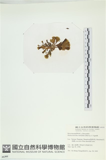 多扇藻藏品圖，第3張