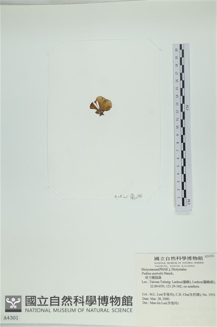 南方團扇藻藏品圖，第3張