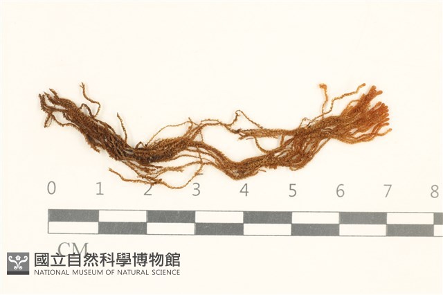 登錄號:B00016701藏品圖，第1張