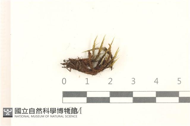 登錄號:B00020701藏品圖，第1張