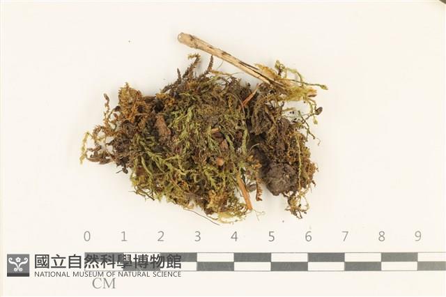 柳葉蘚藏品圖，第1張