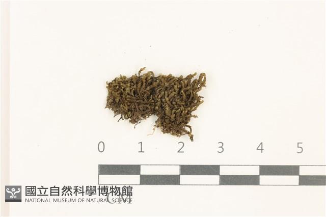 鞭苔,三裂鞭苔藏品圖，第1張