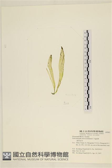 石髮藏品圖，第3張