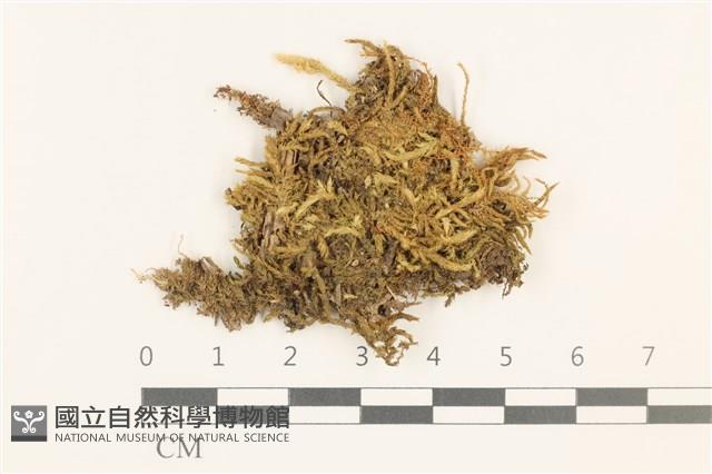 登錄號:B00021681藏品圖，第1張