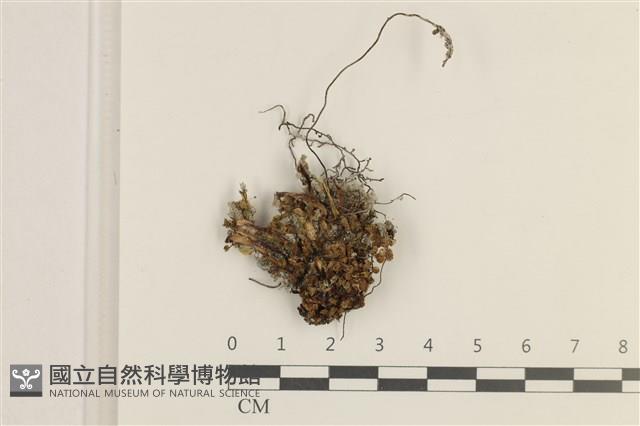 登錄號:B00020681藏品圖，第1張