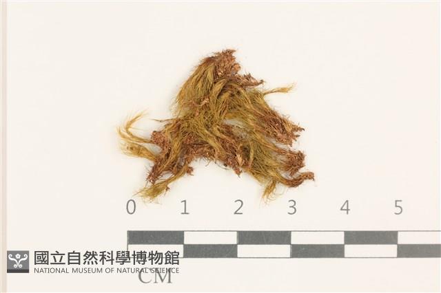 日本曲柄蘚藏品圖，第1張