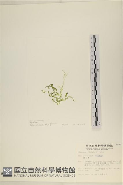 網石蓴藏品圖，第3張