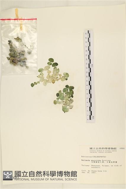 大葉海仙人掌, 大葉仙掌藻藏品圖，第1張