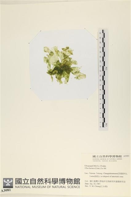 大石蓴, 石蓴藏品圖，第3張
