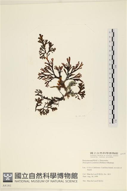 登錄號:A00004181藏品圖，第1張
