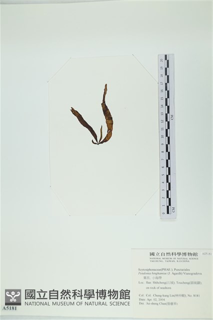 葉苔, 小海帶藏品圖，第3張